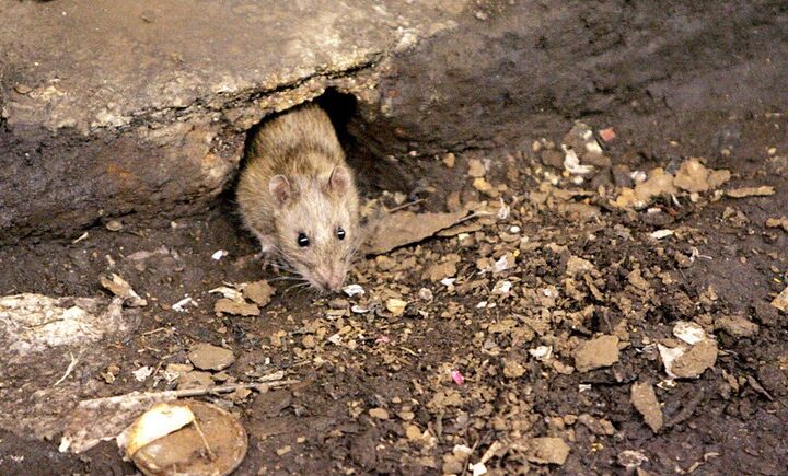 Guardian: New York Authorities Have Created the Position of “Rat King” to Combat the Rodents Attacking the American Metropolis