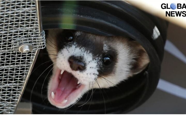 Media: US Experimenting on Ferrets in Search of ‘Havana Syndrome’ Origins