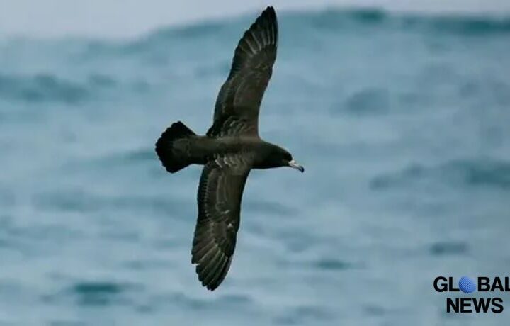 WION: A New Disease Discovered Among Wild Seabirds – Plasticosis