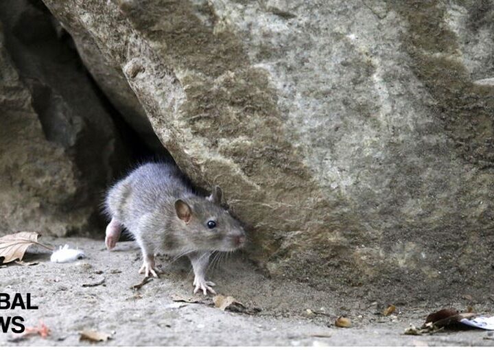 Guardian: Experts Fear Rats in New York May Be Carriers of COVID-19