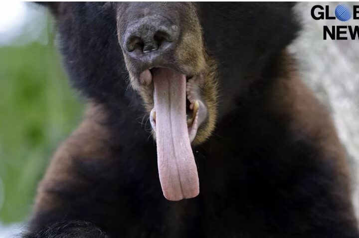 Media: In the US Bear Breaks into Sweet Shop, Eats 60 Cupcakes and Escapes